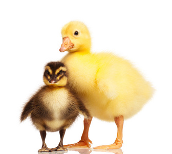 小鸡和小鸭图片