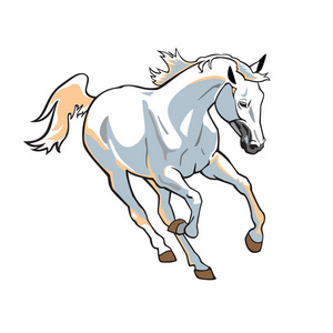 在白纸上运行白马照片