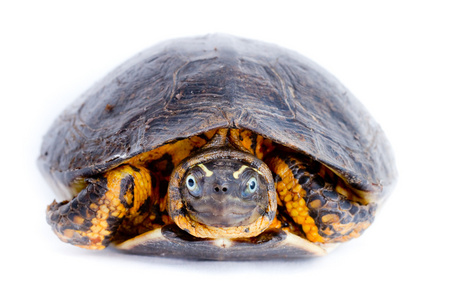 绿海乌龟配置文件图片