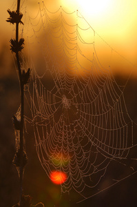 蜘蛛网，蜘蛛的网