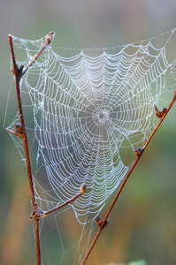 蜘蛛网，蜘蛛的网
