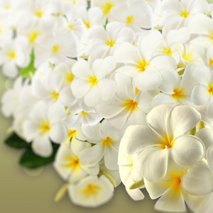 素馨花水疗中心 flowers.plumeria