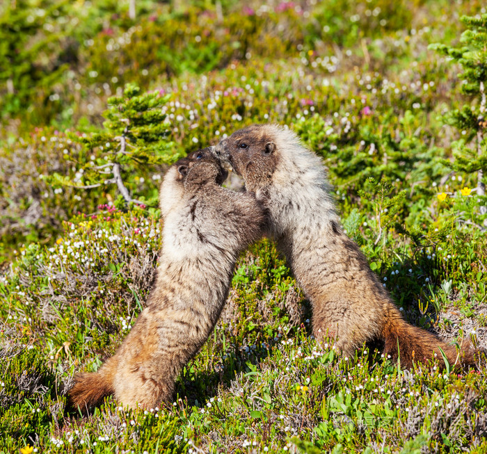 旱獭照片-正版商用图片1a8nqs-摄图新视界