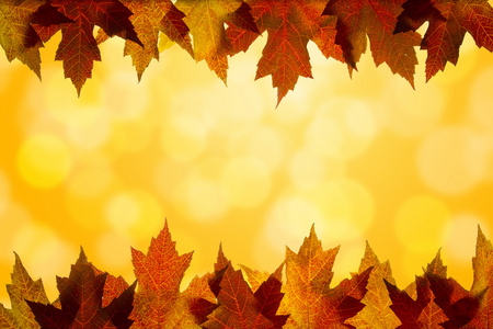 秋天的颜色枫叶阳光背景边框