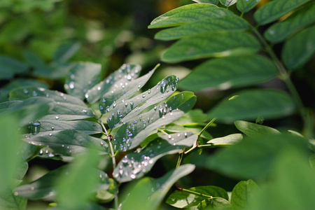 雨后的绿色叶子水滴