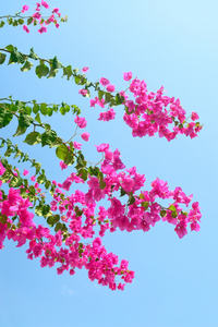 蓝蓝的天空作为背景与粉红盛开叶子花