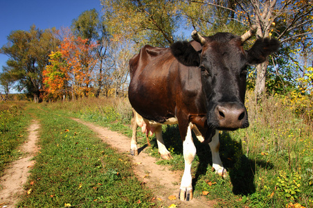 牛在牧场上
