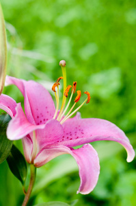 粉色百合花园里