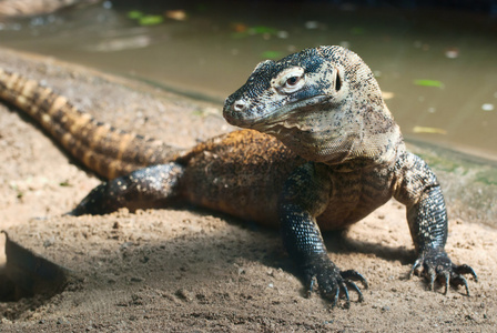 komodo龙varanus komodoensis