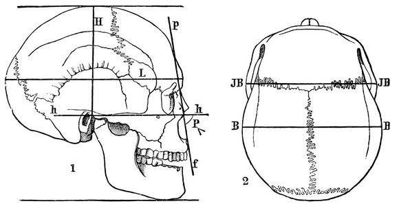 人类头骨。 人体测量