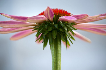 松果菊