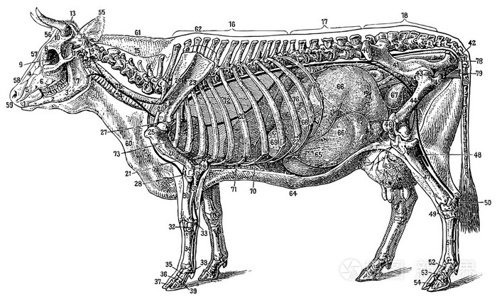 牛的骨骼详解图解剖图图片