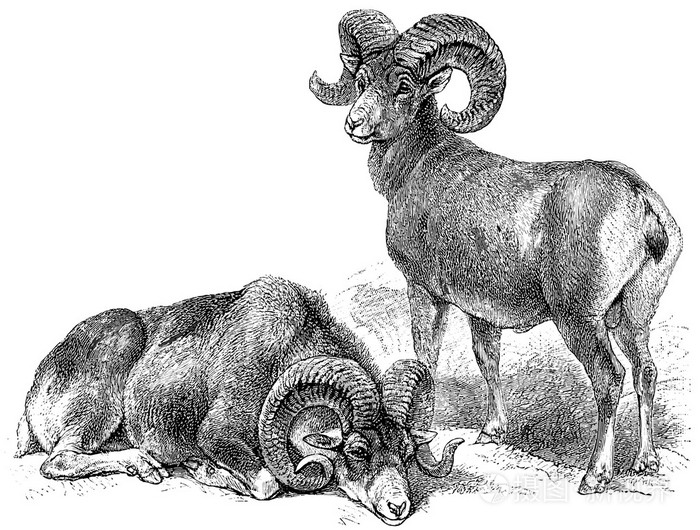 马可波罗羊ovis氨脊髓灰质炎和大角羊ovis加拿大