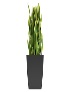 蛇厂 sansevieria trifasciata