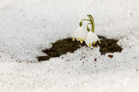 在雪上五彩缤纷特写