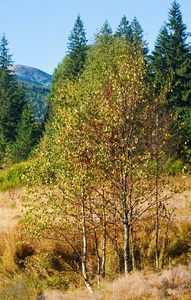 清晨薄雾秋季山风景