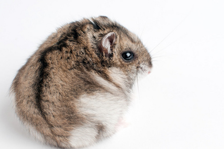 仓鼠背部(福多普桑戈鲁斯)照片