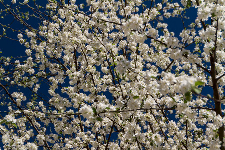 苹果花