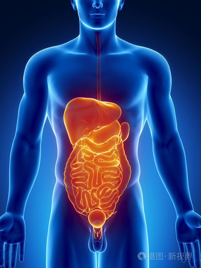 px发票合同问题/器官胰腺腹部胆囊查看作者其他作品查看更多>人体呼吸