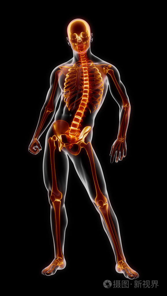 医学的人体完整骨骼扫描