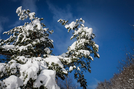 在冬季雪上的分支