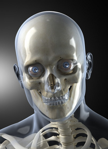 男性人体头部的 x 射线的正面视图