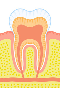 牙齿的内部结构