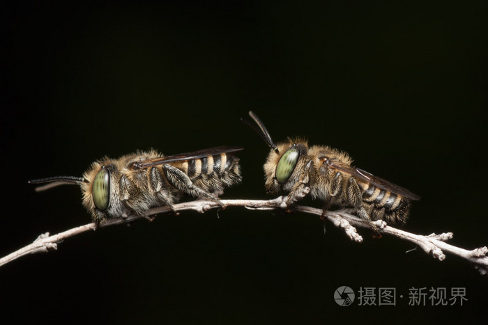 矿工蜜蜂在黑色背景下的一对