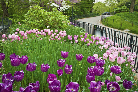 郁金香花园中央公园