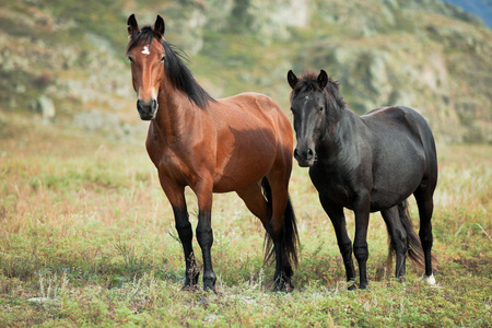 放牧对山地草甸的两匹马