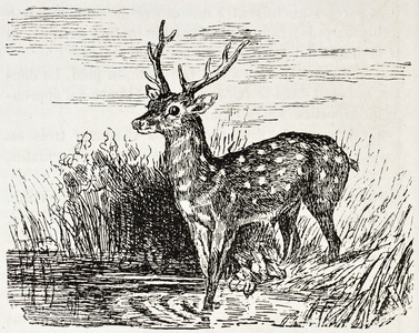 发现的鹿梅花鹿大野鹿梅花鹿鹿在深色背景上的鹿鹿鹿鹿鹿500px 照片