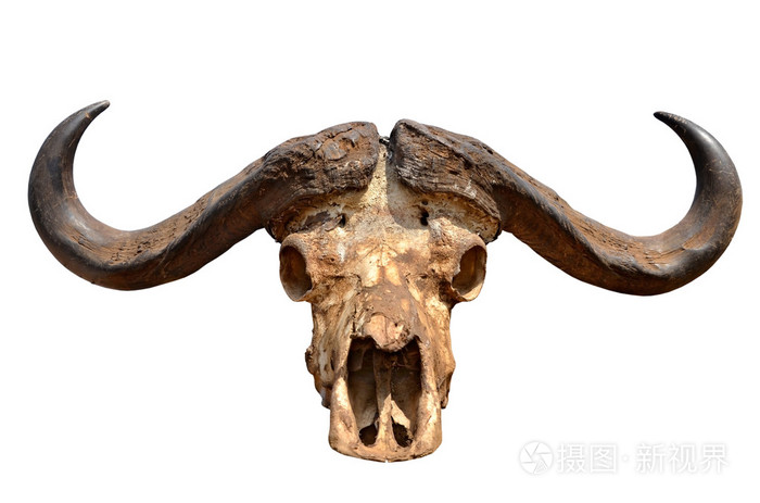 非洲水牛被隔绝在白色的头骨