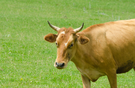 牛在草地上绿色字段