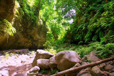 在 la palma 月桂树森林 los tilos laurisilva