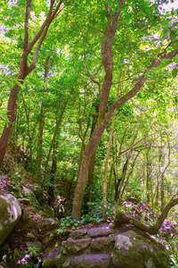 在 la palma 月桂树森林 los tilos laurisilva