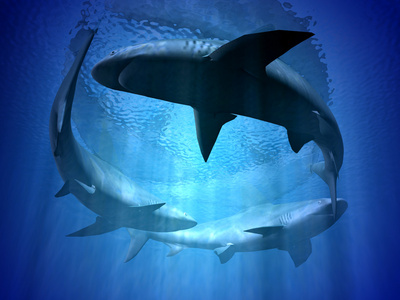 鲨鱼群图片