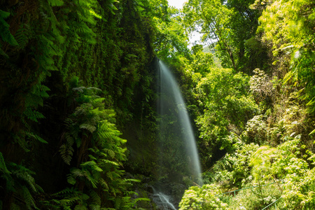 洛杉矶 tilos 瀑布 laurisilva la palma 月桂树林中