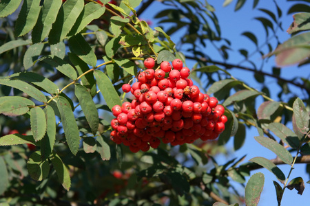 ashberry 在干燥阳光灿烂的日子