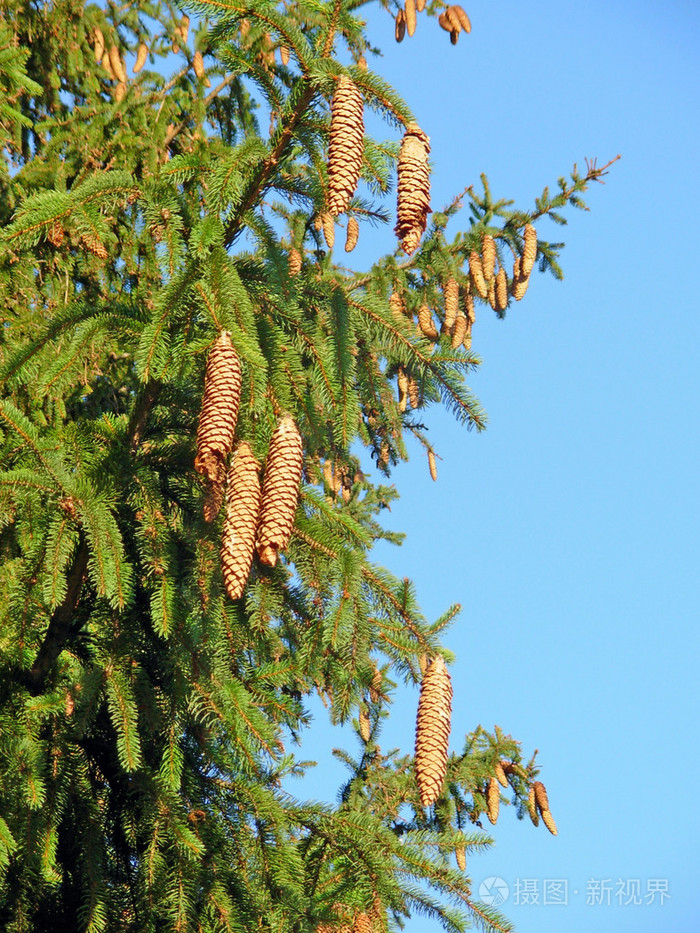 关于绿色冷杉球果