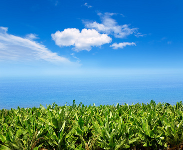 香蕉种植园附近在 la palma 海洋