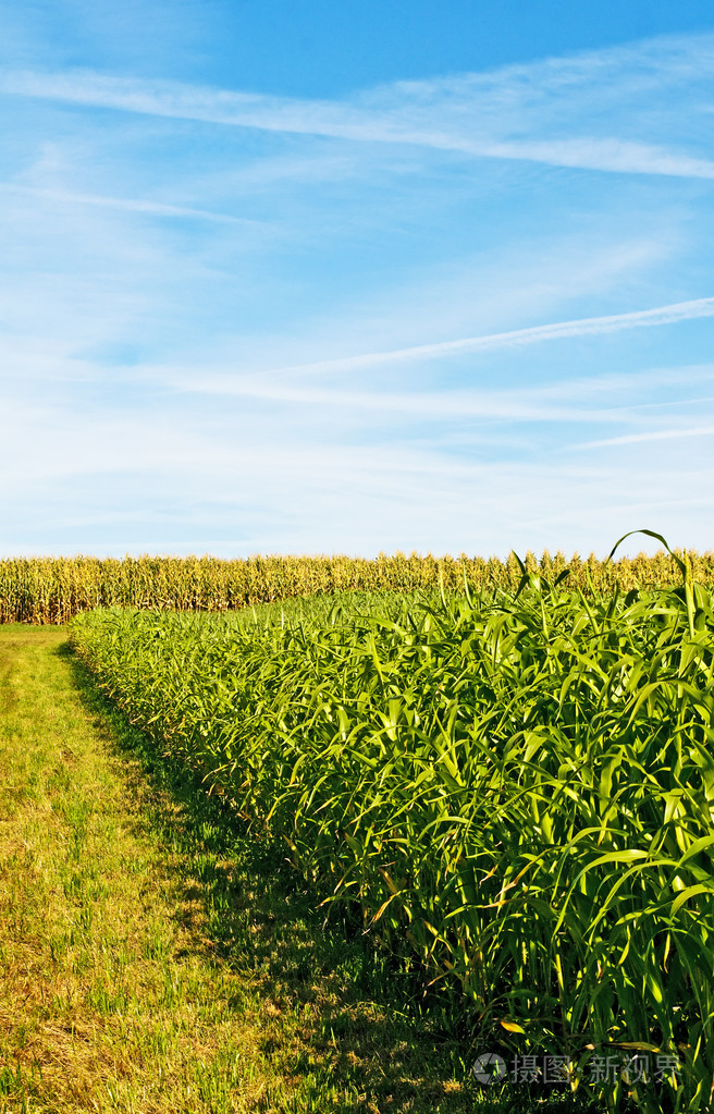 苏丹草和玉米能源植物为气和燃料