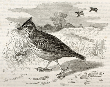 凤头的百灵图片小鹿色百灵鸟寻找一个小插曲图片凤头的百灵图片在冬天