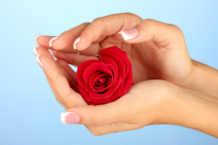 红玫瑰与女人的手在蓝色背景上