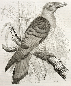 杜鹃鸟的巢图片