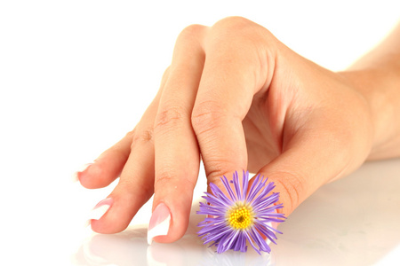 紫色菊花与白色背景上的女人的手