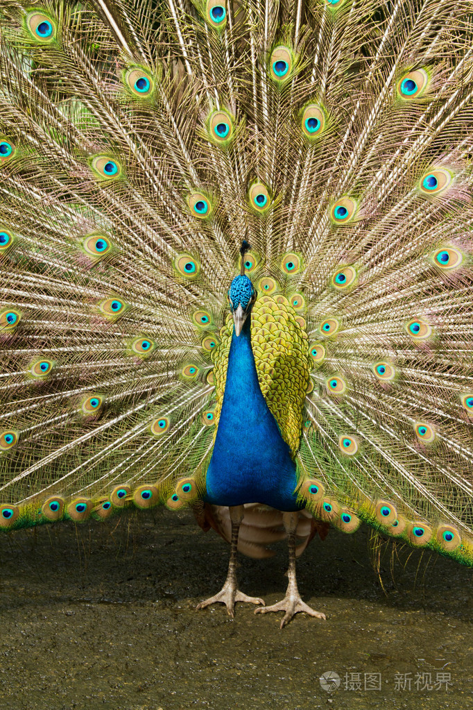 解散它的尾巴的孔雀