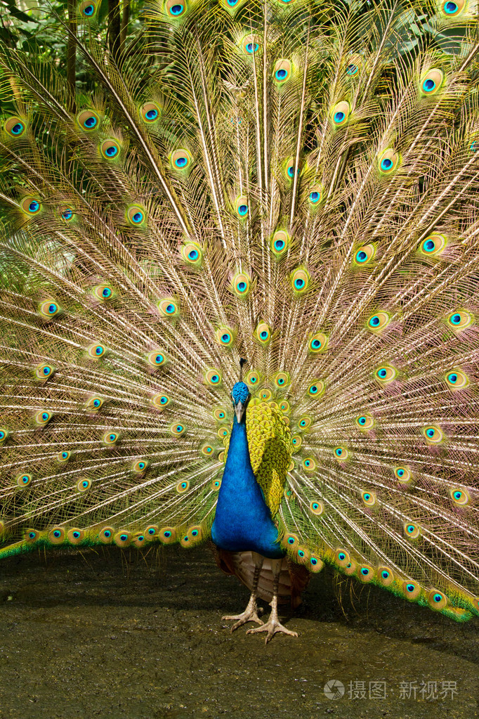 解散它的尾巴的孔雀