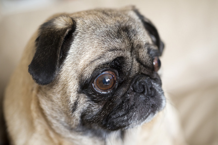 可爱的八哥犬可爱的八哥犬可爱的女孩与她的八哥犬狗在公园的肖像可爱