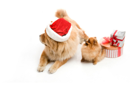 在一个红色的圣诞老人帽子和斯皮茨 波狗附近的内箱的堆栈约克夏