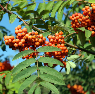 ashberry 在干燥阳光灿烂的日子